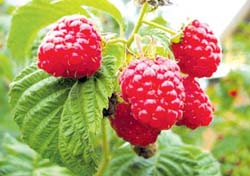 Листья малины и смородины при беременности Листья малины и смородины при беременности